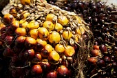 Oil palm fruits ripening forests,oil palm,oil palm fruits,orange,shallow focus,close-up,Plantae,Arecales,Arecaceae,Arecoideae,Cocoeae,central,Central Kalimantan,Forests,horizontal,Indonesia,Kalimantan,Oil Palms