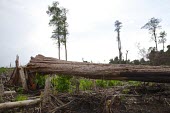 Fallen tree in Central Kalimantan deforestation,degraded forests,wood,trees,cut,forests,damaged,destroyed,land clearing,fire,burnt,burned,tropical forest,central,Central Kalimantan,Cutting,Deforestation,Degraded Forests,Forests,horizo