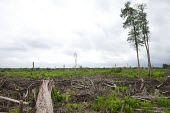 New growth in an area of forest that has been cleared deforestation,degraded forests,wood,trees,cut,forests,damaged,destroyed,land clearing,fire,burnt,burned,tropical forest,negative space,new growth,central,Central Kalimantan,Cutting,Deforestation,Degra