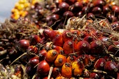 Oil palm fruits ripening Nanang Sujana / Center for International Forestry Research (CIFOR) forests,oil palm,oil palm fruits,orange,shallow focus,close-up,Plantae,Arecales,Arecaceae,Arecoideae,Cocoeae,central,Central Kalimantan,Forests,horizontal,Indonesia,Kalimantan,Oil Palms