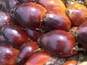 Oil palm fruits fruit,oil palm,ripe,close-up,indonesia