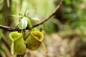 A close-up of Nepenthes in Central Kalimantan plants,indonesia,central,forests,nepenthes,kalimantan,central kalimantan,pitcher,shallow focus,negative space,green,Central Kalimantan,Forests,horizontal,Indonesia,Kalimantan,Nepenthes,Plants