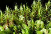 Macro shot of ferns plants,fern,close-up,macro,West Kalimantan,Sentarum,plant