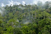 Landscape of natural production forest in concession area of PT. Sumalindo Lestari Jaya 2 forest,landscape,mist,trees,natural,rainforest,canopy