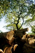 Teak logs in a log yard trees,timber,furniture,logs,forest,climate change,global warming,teak,rainforest,log yard,log,jepara
