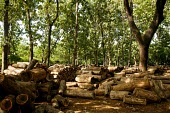 Piles of teak logs in forest trees,timber,furniture,logs,forest,climate change,global warming,teak,rainforest,log yard,log,jepara
