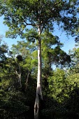 Tree growing from swamp tree,swamps,vegetation,forests,rainforests,Sentarum,West Kalimantan,swamp,plant