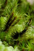 Macro shot of ferns plants,fern,close-up,macro,West Kalimantan,Sentarum,plant