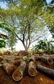 Teak log yard trees,timber,furniture,logs,forest,climate change,global warming,teak,rainforest,log yard,jepara,log