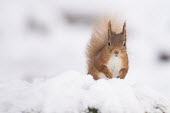 Red squirrel in snow cute,looking at camera,negative space,snow,cold,fluffy tail,Chordates,Chordata,Squirrels, Chipmunks, Marmots, Prairie Dogs,Sciuridae,Rodents,Rodentia,Mammalia,Mammals,Broadleaved,Europe,Sciurus,Animal