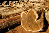 Teak in a log yard trees,timber,furniture,logs,forest,climate change,global warming,teak,rainforest,log yard,cross section,rings,negative space,jepara,log