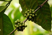 Coffee fruits on branch coffee,forest,fruit,close-up,community forestry,gunung simpang