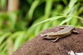 A lizard regulating its body temperature on a rock reptile,rainforests,regulating temperature,shallow focus,lizard,animal,community forestry,lizzard,gunung simpang