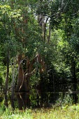 Swamp vegetation in Lake Sentarum plant,tree,water,forest,rainforest,swamps,vegetation,environment,climate change,West Kalimantan,swamp,Sentarum