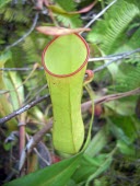 Pitcher plant in an Indonesian forest plant,forest,rainforest,pitcher,indonesia