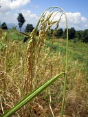 Rice plant ready to harvest rice,habitat,paddy,field,grain,grains,ripe,harvest,indonesia
