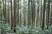 Indonesian forest trees,forest,forests,rainforests,understory,indonesia,plant,tree
