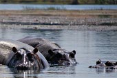 Hippopotamuses in water water,river,group,bathing,Hippopotamidae,Hippopotamuses,Mammalia,Mammals,Even-toed Ungulates,Artiodactyla,Chordates,Chordata,Appendix II,Aquatic,Ponds and lakes,Omnivorous,Hippopotamus,Cetartiodactyla