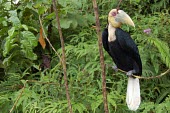 Male hornbill bird,forest,adult,male,hornbill,rainforests,negative space,perched,branch,glossy,bright eye,looking into camera,big beak,beak,aves,animal,kalimantan
