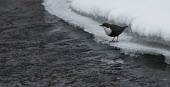 Dipper standing on ice ice,winter,water,snow,feeding,adult,cold,ripple,Common,Animalia,Passeriformes,Species of Conservation Concern,Aquatic,Cinclidae,Carnivorous,Aves,cinclus,Europe,Africa,Asia,Chordata,Streams and rivers,