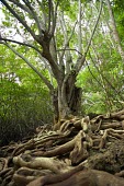 Mangroves along the coast of West Bali National Park tree,roots,mangrove,land,environment,forests,climate change,global warming,root,west bali national park