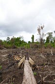 An area of land that has been burned and cut deforestation,degraded forests,wood,trees,cut,forests,damaged,destroyed,land clearing,fire,burnt,burned,tropical forest,negative space,central,Central Kalimantan,Cutting,Deforestation,Degraded Forests