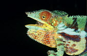 Panther chameleon portrait Analamazaotra Special Reserve,Andasibe-Mantadia National Park,colourful,open mouth,portrait,close-up,black background,negative space,detail,adult,Squamata,Appendix II,Arboreal,Animalia,Furcifer,Forest