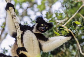 Indri Analamazaotra Special Reserve,Andasibe-Mantadia National Park,environmental issues,conservation,portrait,adult,green eyes,in tree,leaves,Indridae,Mammalia,Mammals,Chordates,Chordata,Primates,Rainfores