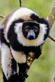 Black-and-white ruffed lemur Analamazaotra Special Reserve,Andasibe-Mantadia National Park,environmental issues,adult,portrait,looking at camera,shallow focus,Lemuridae,Chordates,Chordata,Primates,Mammalia,Mammals,Africa,Herbivor