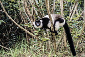 Black-and-white ruffed lemur Analamazaotra Special Reserve,Andasibe-Mantadia National Park,environmental issues,adult,portrait,looking at camera,long tail,balancing,tree,Lemuridae,Chordates,Chordata,Primates,Mammalia,Mammals,Afri