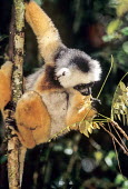 Diademed sifaka eating a leaf adult,feeding,in tree,leaves,herbivore,Primates,Indridae,Mammalia,Mammals,Chordates,Chordata,Animalia,Herbivorous,Indriidae,Arboreal,Propithecus,Critically Endangered,diadema,Rainforest,Africa,Appendi