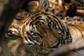 Tiger resting head on log adult,resting,at rest,fly on nose,head on log,camouflage,portrait,close-up,looking at camera,Carnivores,Carnivora,Mammalia,Mammals,Chordates,Chordata,Felidae,Cats,Panthera,Tropical,Appendix I,tigris,C