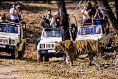 Tourists photographing a tiger tourism,forest,mountain,walking,photography,eco-tourism,guide,jeeps,wildlife,people,watching,safari,tourists,adult,Carnivores,Carnivora,Mammalia,Mammals,Chordates,Chordata,Felidae,Cats,Panthera,Tropic