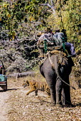 Tourists watching a tiger from an elephant's back tourism,forest,mountain,walking,photography,eco-tourism,guide,wildlife,people,watching,safari,tourists,adult,elephant,Carnivores,Carnivora,Mammalia,Mammals,Chordates,Chordata,Felidae,Cats,Panthera,Tro