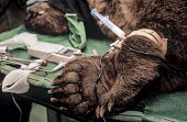 Brown bear undergoing veterinary treatment at a dancing bear sanctuary Conservation,veterinary intervention,protection,environmental issues,recovery centre,dancing bears,syringe,tubes,treatment,vets,table,Carnivores,Carnivora,Bears,Ursidae,Chordates,Chordata,Mammalia,Mam