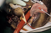 Brown bear undergoing veterinary treatment at a dancing bear sanctuary. Showing missing teeth. Conservation,veterinary intervention,protection,environmental issues,recovery centre,dancing bears,treatment,vets,table,Carnivores,Carnivora,Bears,Ursidae,Chordates,Chordata,Mammalia,Mammals,Africa,Se