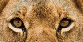 Lion eyes close-up Adult,eyes,close-up,striking,reflections,Felidae,Cats,Mammalia,Mammals,Carnivores,Carnivora,Chordates,Chordata,leo,Animalia,Savannah,Africa,Scrub,Appendix II,Asia,Panthera,Vulnerable,Desert,Terrestria