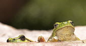 Common tree frogs National Park,adults,negative space,Forest,Chordata,Terrestrial,Amphibia,IUCN Red List,Hyla,Hylidae,Animalia,Least Concern,Aquatic,Fresh water,Urban,Europe,Asia,Riparian,Ponds and lakes,Anura,Anfibi;