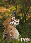 Ring-tailed lemurs adult,young,climbing,clinging,parent,Chordates,Chordata,Lemuridae,Mammalia,Mammals,Primates,Animalia,Appendix I,Near Threatened,Arboreal,Africa,Rock,Lemur,Terrestrial,Herbivorous,Temperate,Scrub,catta