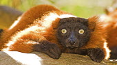 Red ruffed lemur Adult,hunched,close-up,looking at camera,eyes,Primates,Chordates,Chordata,Mammalia,Mammals,Lemuridae,Varecia,Arboreal,rubra,Endangered,Forest,Herbivorous,Appendix I,Africa,Animalia,Terrestrial,IUCN Re