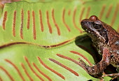 Italian stream frog on leaf negative space,close-up,on leaf,stripes,shallow focus,eye,Amphibia,Ponds and lakes,Chordata,Anura,IUCN Red List,Rana,Least Concern,Carnivorous,Animalia,Wetlands,Terrestrial,Aquatic,Fresh water,Ranidae