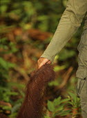 Holding hands with a Bornean orangutan recovery,reintroduction,centre,wildlife centre,conservation,Sabangau National Park,environmental issues,WWF Indonesia,human,contact,holding hands,Mammalia,Mammals,Chordates,Chordata,Primates,Hominids,