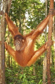Bornean orangutan hanging between trees recovery,reintroduction,centre,wildlife centre,conservation,Sabangau National Park,environmental issues,WWF Indonesia,Mammalia,Mammals,Chordates,Chordata,Primates,Hominids,Hominidae,Animalia,Arboreal,