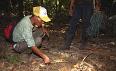 Measuring footprints of the Javan rhinoceros footprint,forest,measurement,measure,tape measure,track,Ujung Kulon National Park,conservation,people,project,forest floor,Rhinocerous,Rhinocerotidae,Chordates,Chordata,Mammalia,Mammals,Perissodactyla