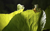 Common tree frog adult,frog,back,looking away,negative space,leaf,small,light,leaf veins,Forest,Chordata,Terrestrial,Amphibia,IUCN Red List,Hyla,Hylidae,Animalia,Least Concern,Aquatic,Fresh water,Urban,Europe,Asia,Rip