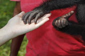 Bonobo touching hands Bonobo recovery centre,conservation,people,infant,young,friends,hands,touch,Primates,Chordates,Chordata,Hominids,Hominidae,Mammalia,Mammals,Terrestrial,Temperate,Appendix I,Pan,paniscus,Africa,Endange