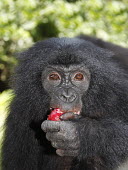Bonobo eating fruit adult,eating,close-up,face,red fruit,Primates,Chordates,Chordata,Hominids,Hominidae,Mammalia,Mammals,Terrestrial,Temperate,Appendix I,Pan,paniscus,Africa,Endangered,Animalia,IUCN Red List,Africa; Repu