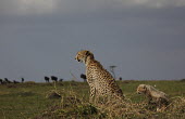 Cheetah with young looking out over plains at blue wildebeest blue wildebeest,Connochaetes taurinus,migration,predator,prey,young,shallow focus,negative space,Chordates,Chordata,Carnivores,Carnivora,Mammalia,Mammals,Felidae,Cats,jubatus,Savannah,Appendix I,Afric