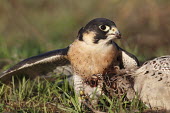 Peregrine falcon with prey adult,predator,prey,ground,feathers,grass,feeding,tearing,eating,close-up,eye,Aves,Birds,Chordates,Chordata,Ciconiiformes,Herons Ibises Storks and Vultures,Falcons, Caracaras,Falconidae,North America,