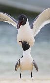 Andean gulls Adults,mating,two,on top,totem pole,shallow focus,behaviour,balance,America del Sud,Etologia,Gabbiano delle Ande (Larus serranus),Invertebrati,Parco Nazionale Los Roques,Patrimonio Unesco,Uccelli,Vene